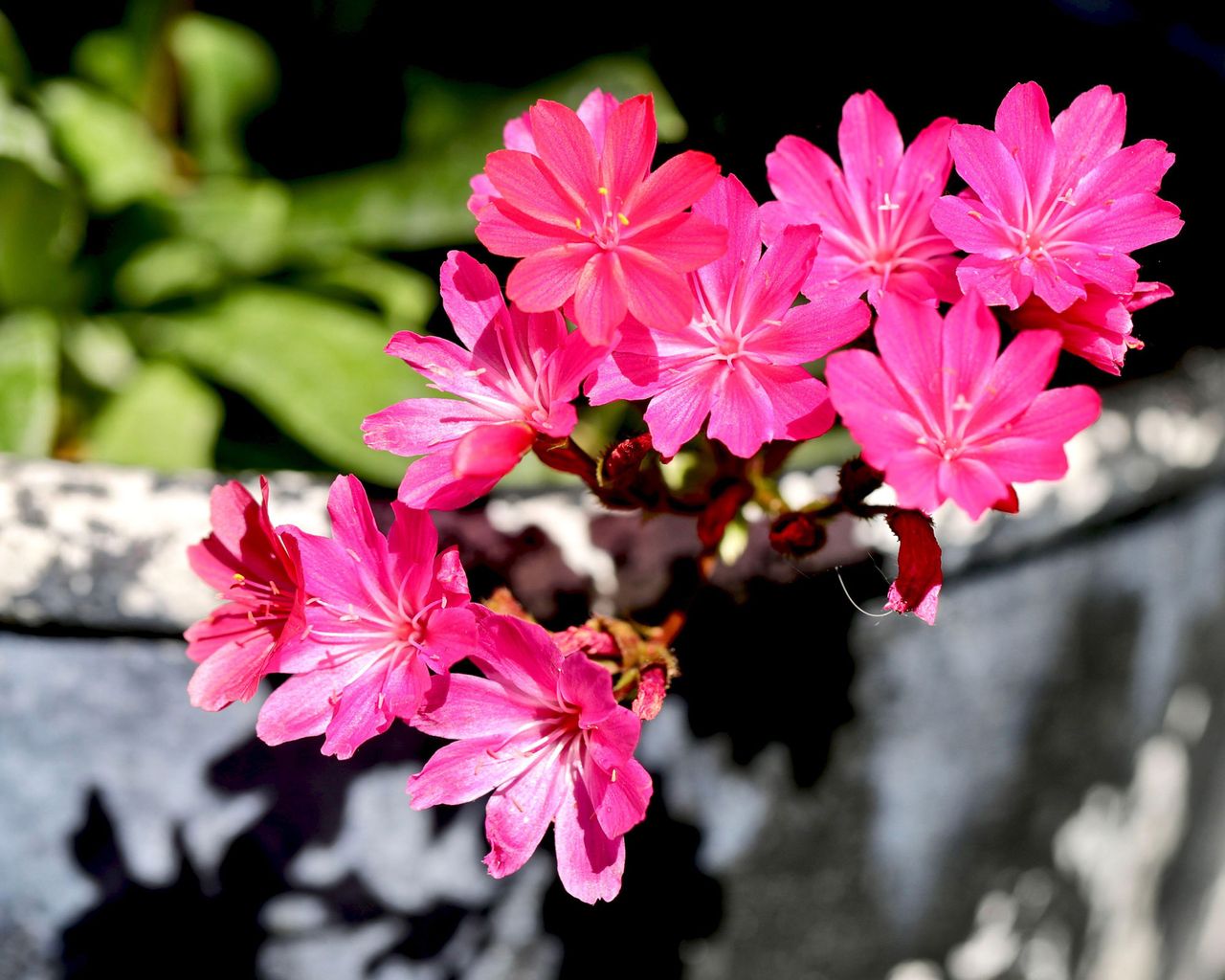 Gardening expert reveals best flowers to grow in cracks in stone walls