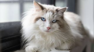 Very fluffy cat with bright blue eyes, lying down and looking expectantly into the camera