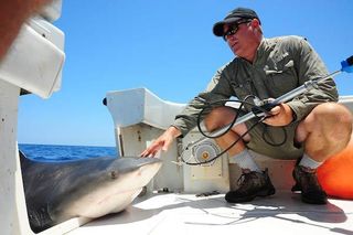Barr and one of his co-stars: a bull shark. After a team of researchers take a look at the powerful fish, it is released, unharmed, back into the sea.