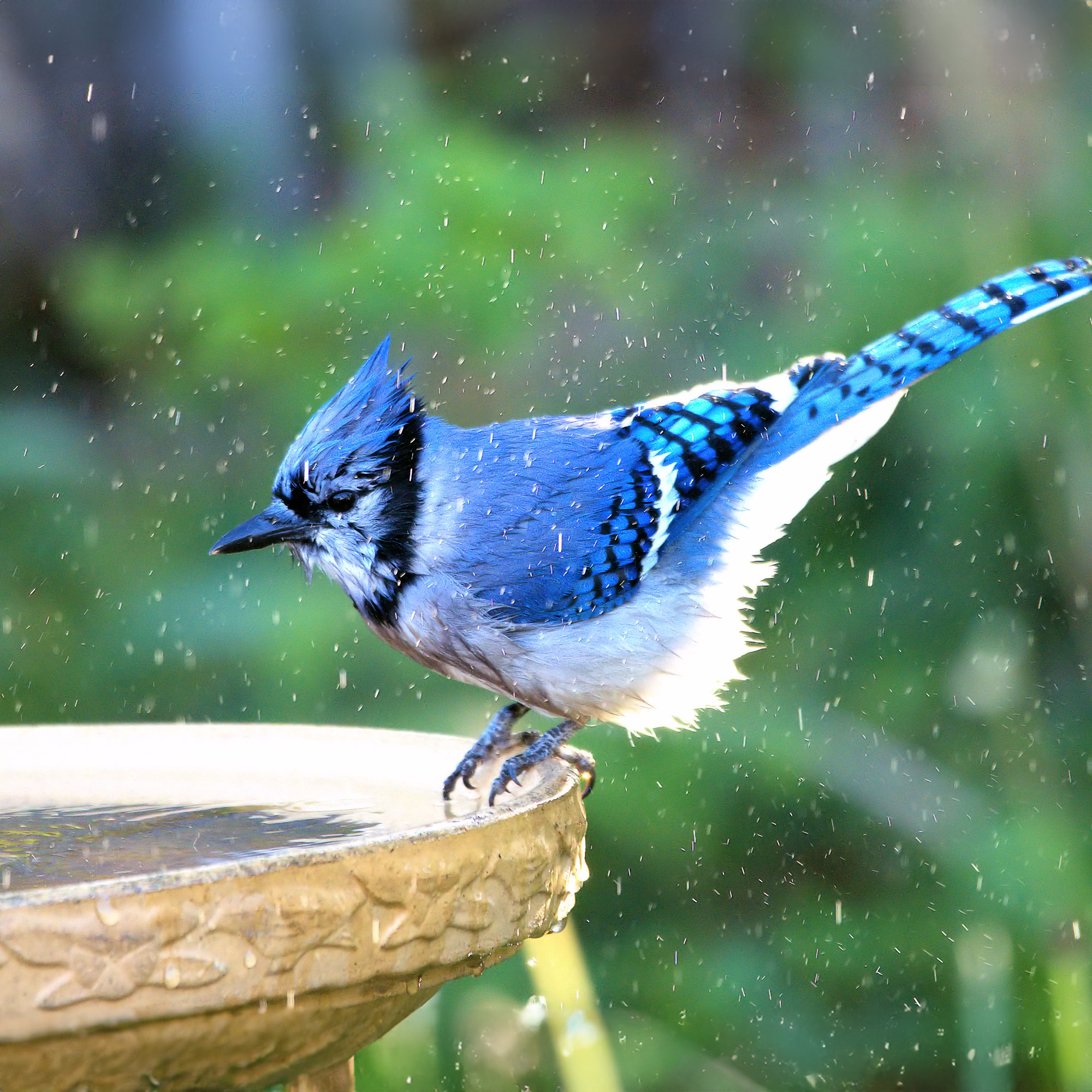 An adult Blue Jay perched on the side of a birdbath.