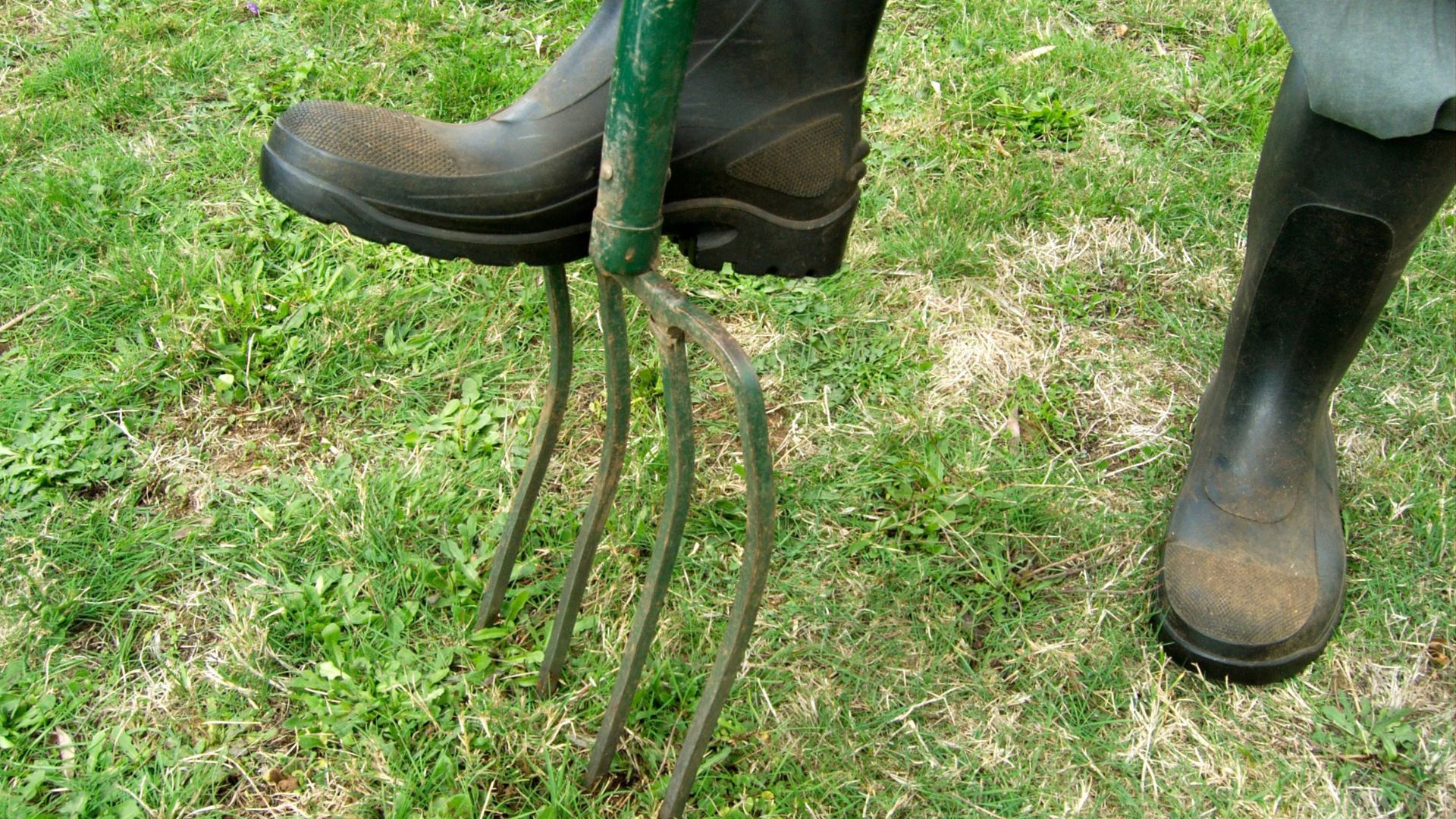 picture of person aerating their lawn with garden fork