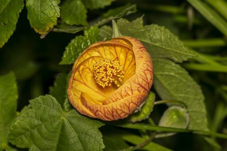 abutilon