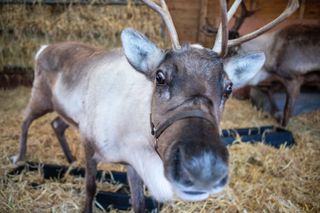 Extreme close up of a reindeer!