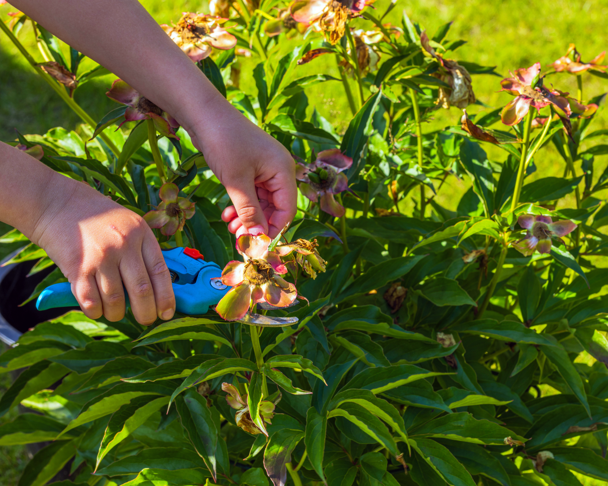 Close-up view of woman hands deadheading peony bush with hand pruners.