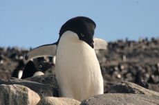 Ad&eacute;lie penguins like this one feed mainly on krill.