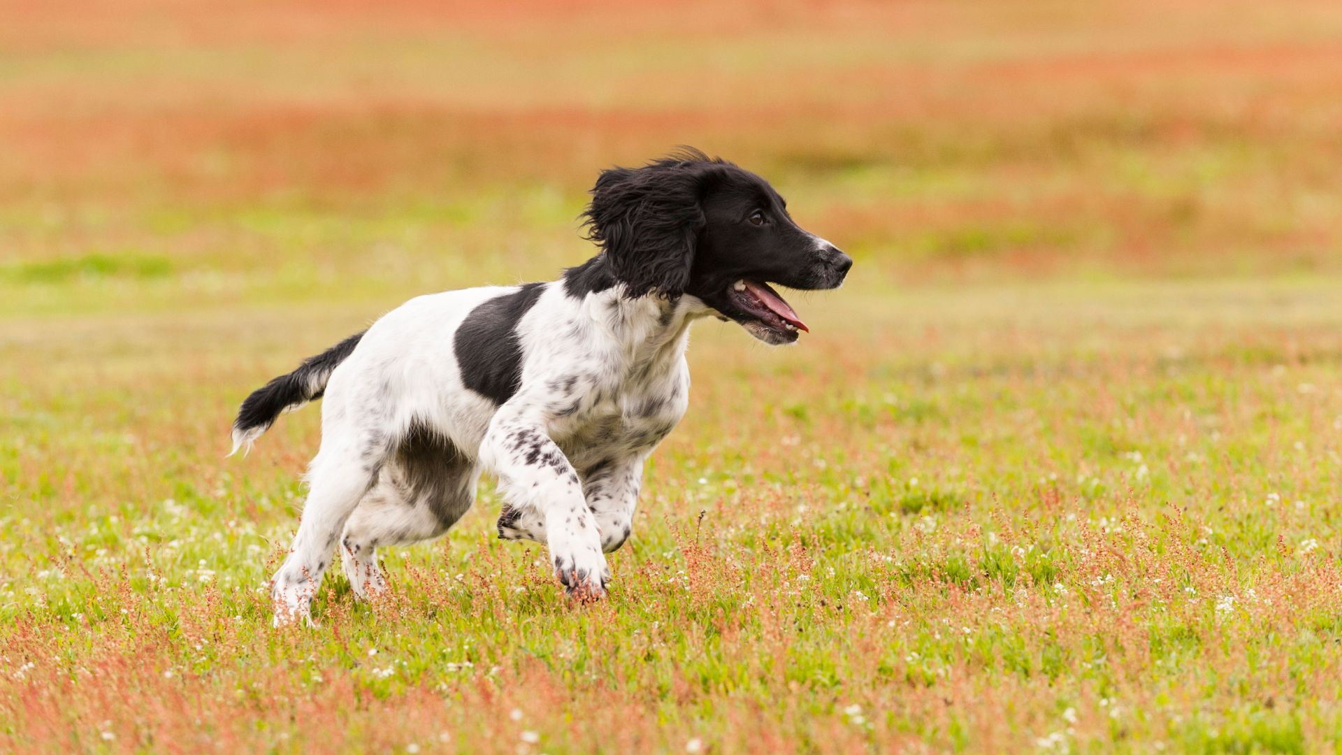 Young English Springer Spaniel runs through a field
