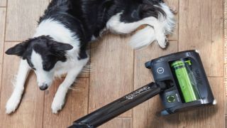 Border Collie dog sitting next to a Gtech vacuum cleaner