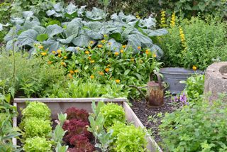 no dig gardening vegetable patch with marigolds and lettuces