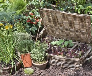 Different veg crops including lettuce and tomatoes growing in containers