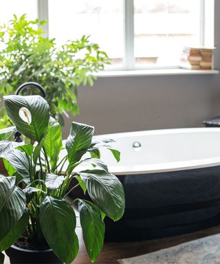 peace lily next to bath tub and window