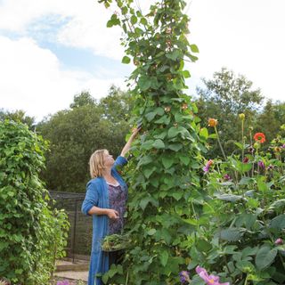 Runner Beans vertically growing in a garden