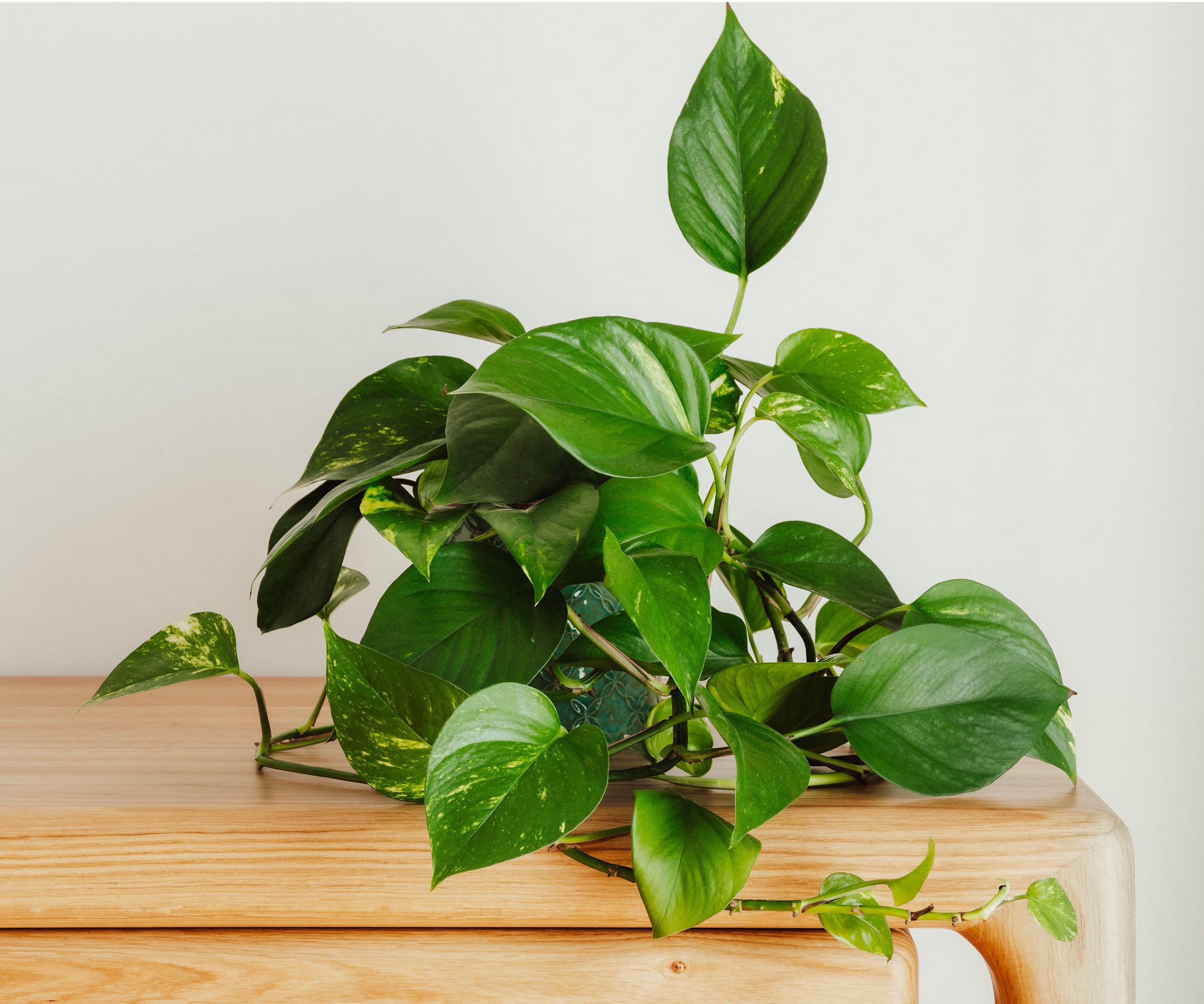 Golden pothos on wooden table