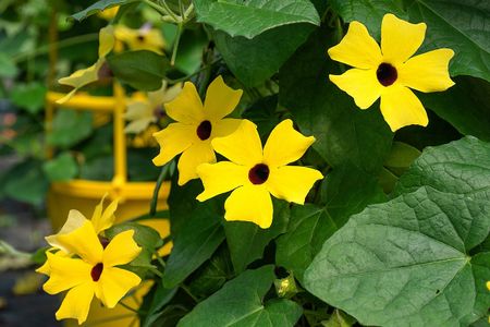 Yellow Black Eyed Susan Vine