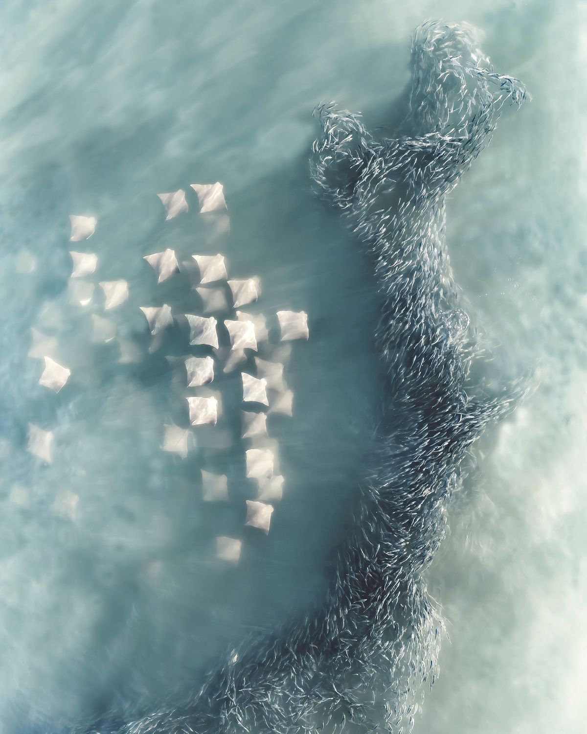 An aerial view of a swirling school of fish near white rectangular objects on a shimmering turquoise sea