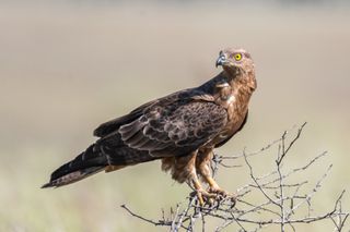Anything for the shot? Photographer fined for disturbing incredibly rare Honey Buzzards and their young 