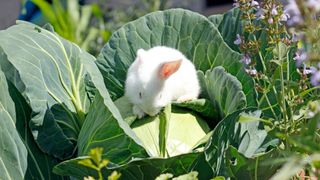 white rabbit on top of a cabbage