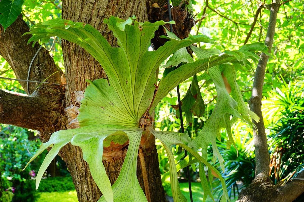 How Much Light Does A Staghorn Fern Need - Should I Grow Staghorn Ferns ...