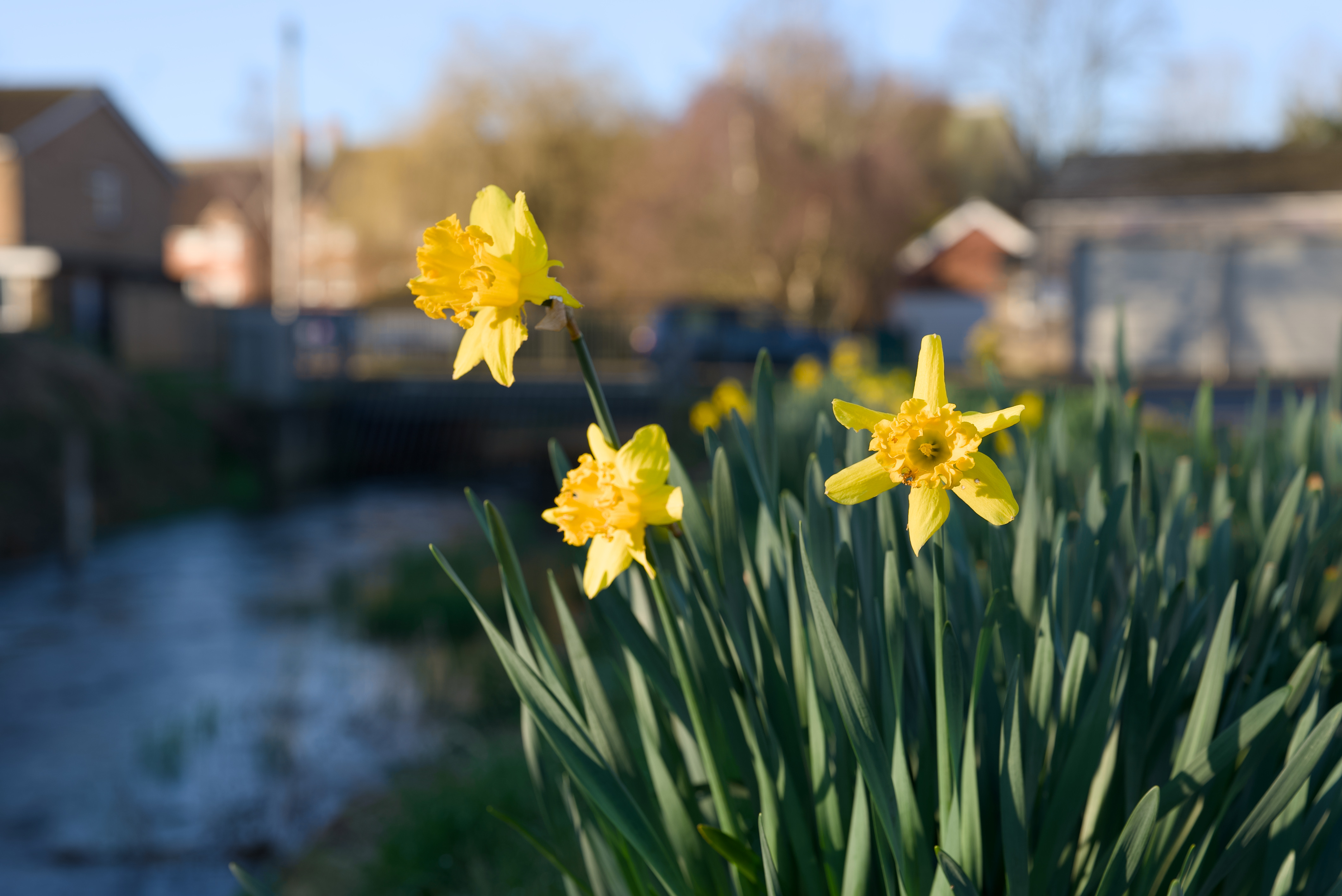 Sony FE 28-70mm f/2 GM lens test images, shot with the Sony A7S III camera body