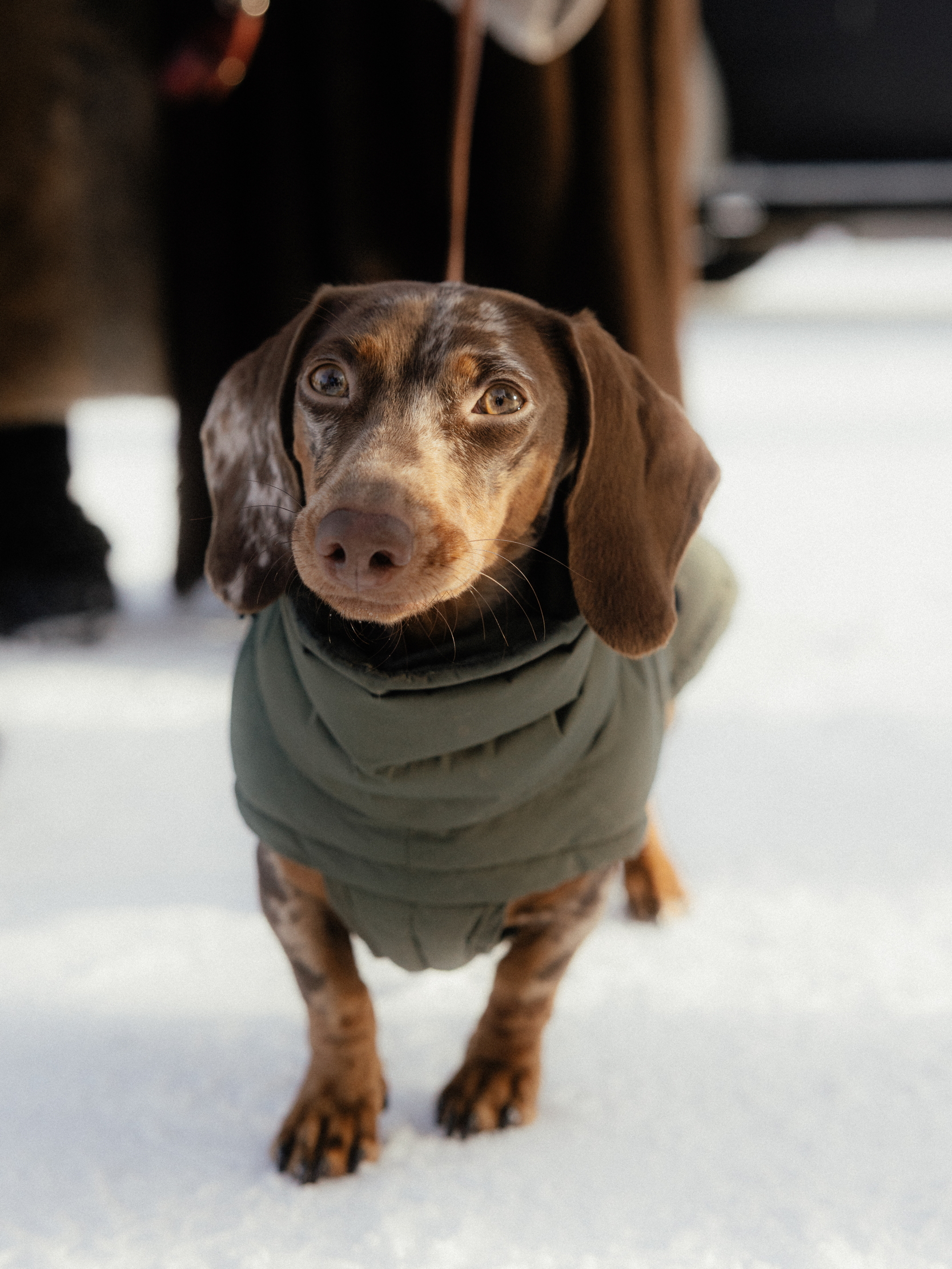 A dachshund on the ice