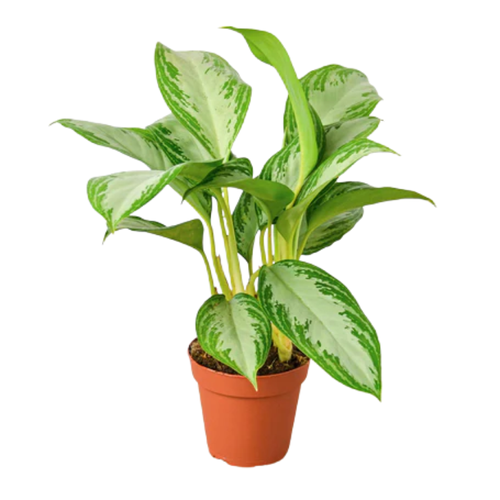 Chinese Evergreen