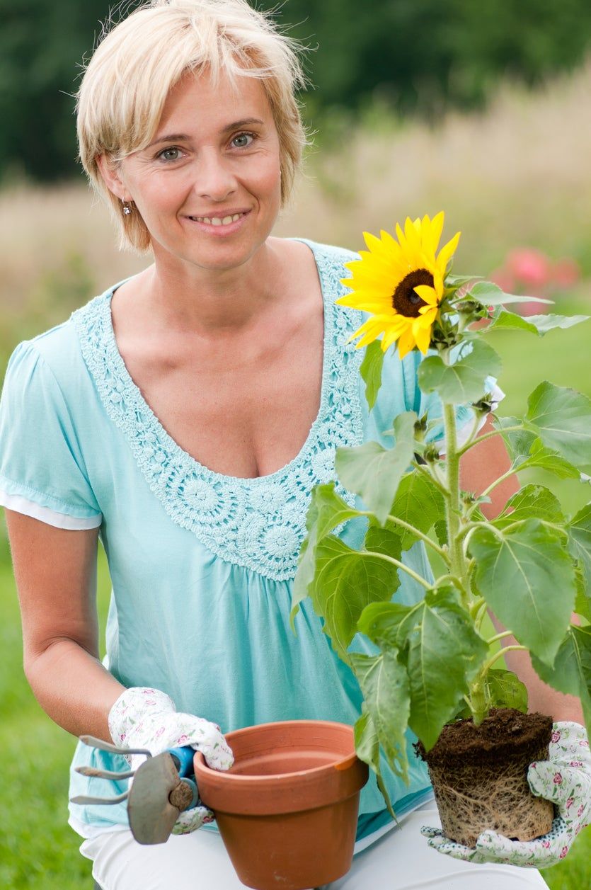 Can You Transplant Sunflowers Learn About Transplanting Sunflower
