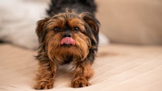 Dog stretching