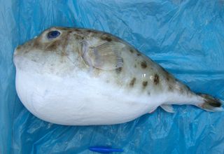 The spotted pufferfish (Sphoeroides) is tied to the most tetrodotoxin poisonings in Brazil.