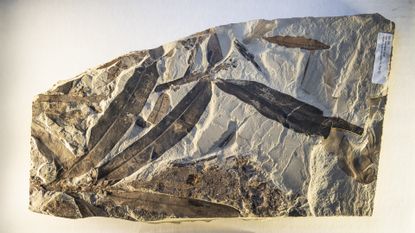 a fossilized plant