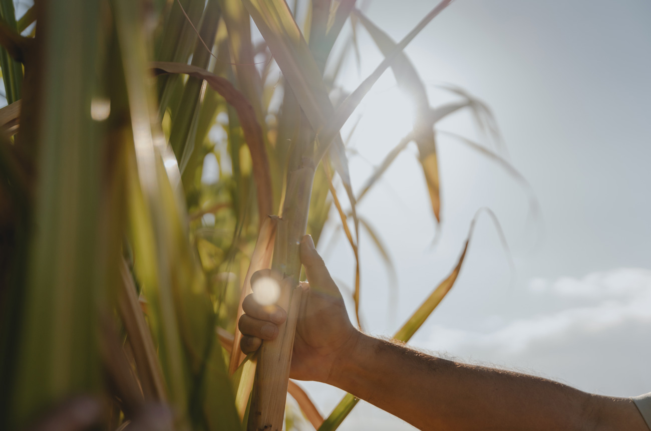 A hand holding a piece of sugar cane
