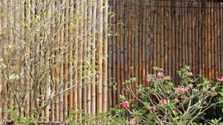 Bamboo outdoor screening