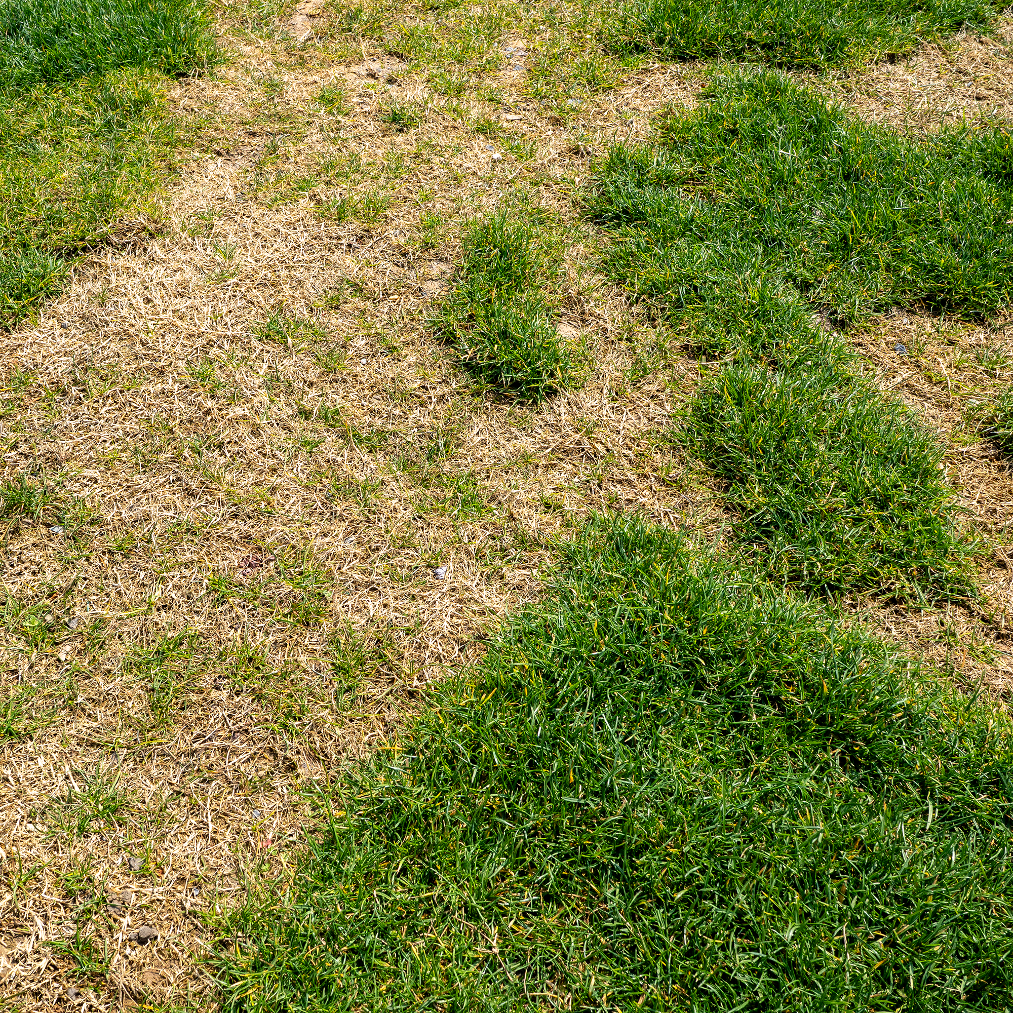 lawn with brown patches