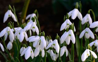 Galanthus elwesii var monostictus cinderdine white flowers green markings flower bulbs snowdrops spring flowering