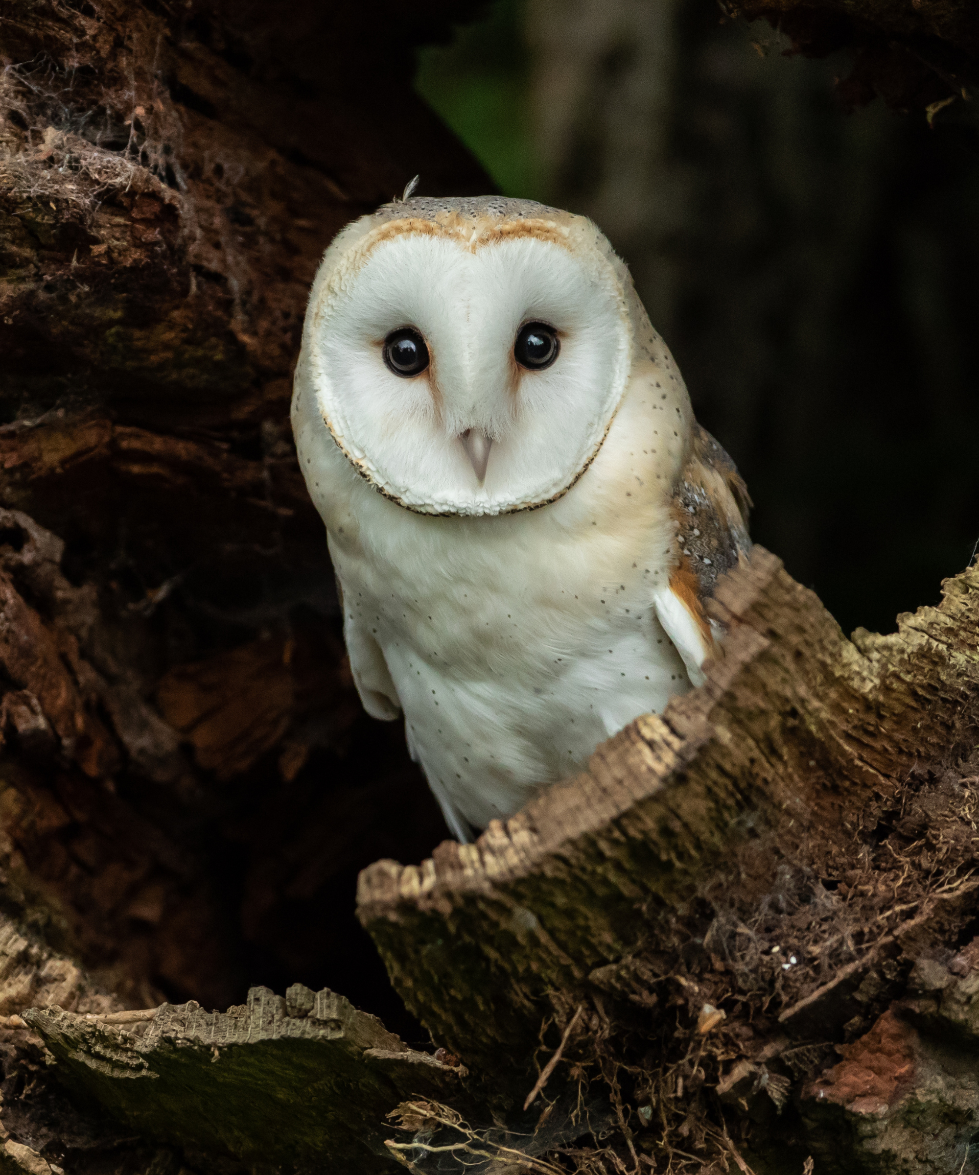 Barn owl in hollow tree