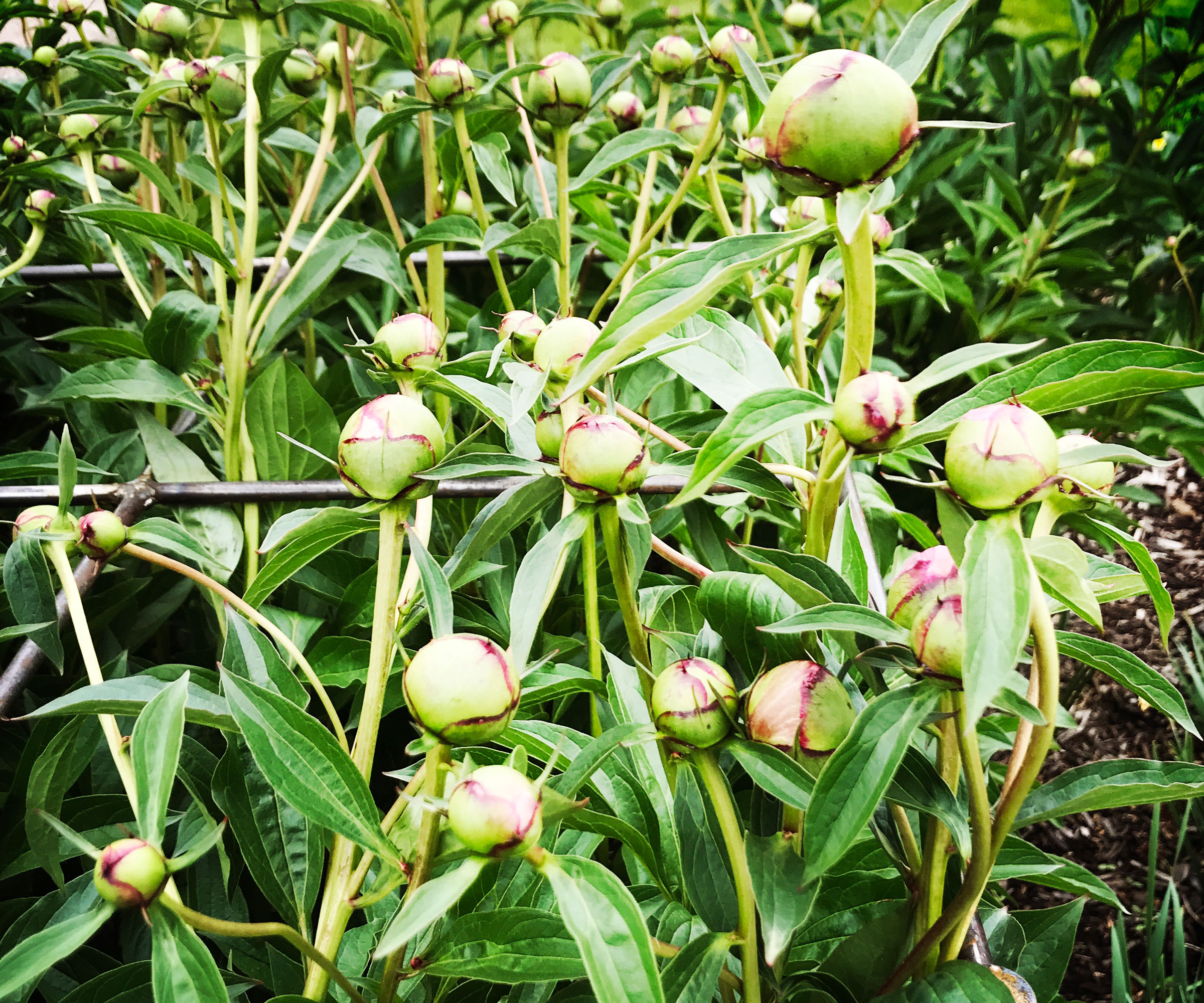 young peony plants being supported with wire frame as they develop pink buds