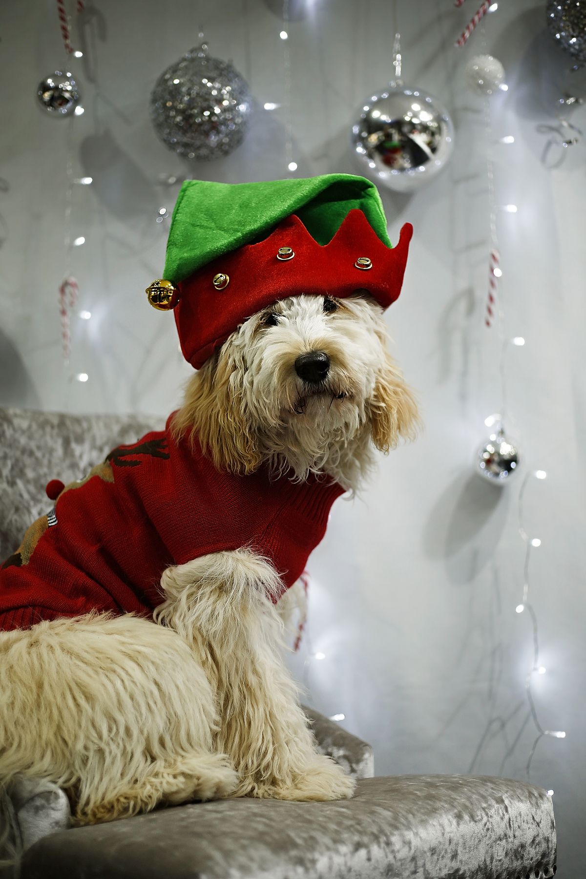 Goldendoodle festive photoshoot bokeh christmas lights santa hat