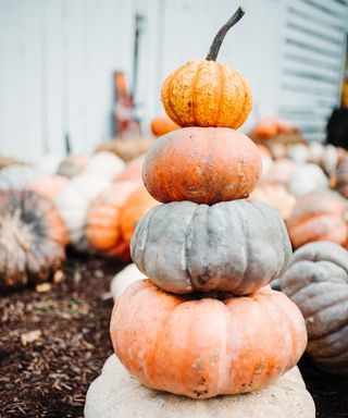 Easy no-carve pumpkin ideas with multiple pumpkins of different sizes and colors stacked into a column