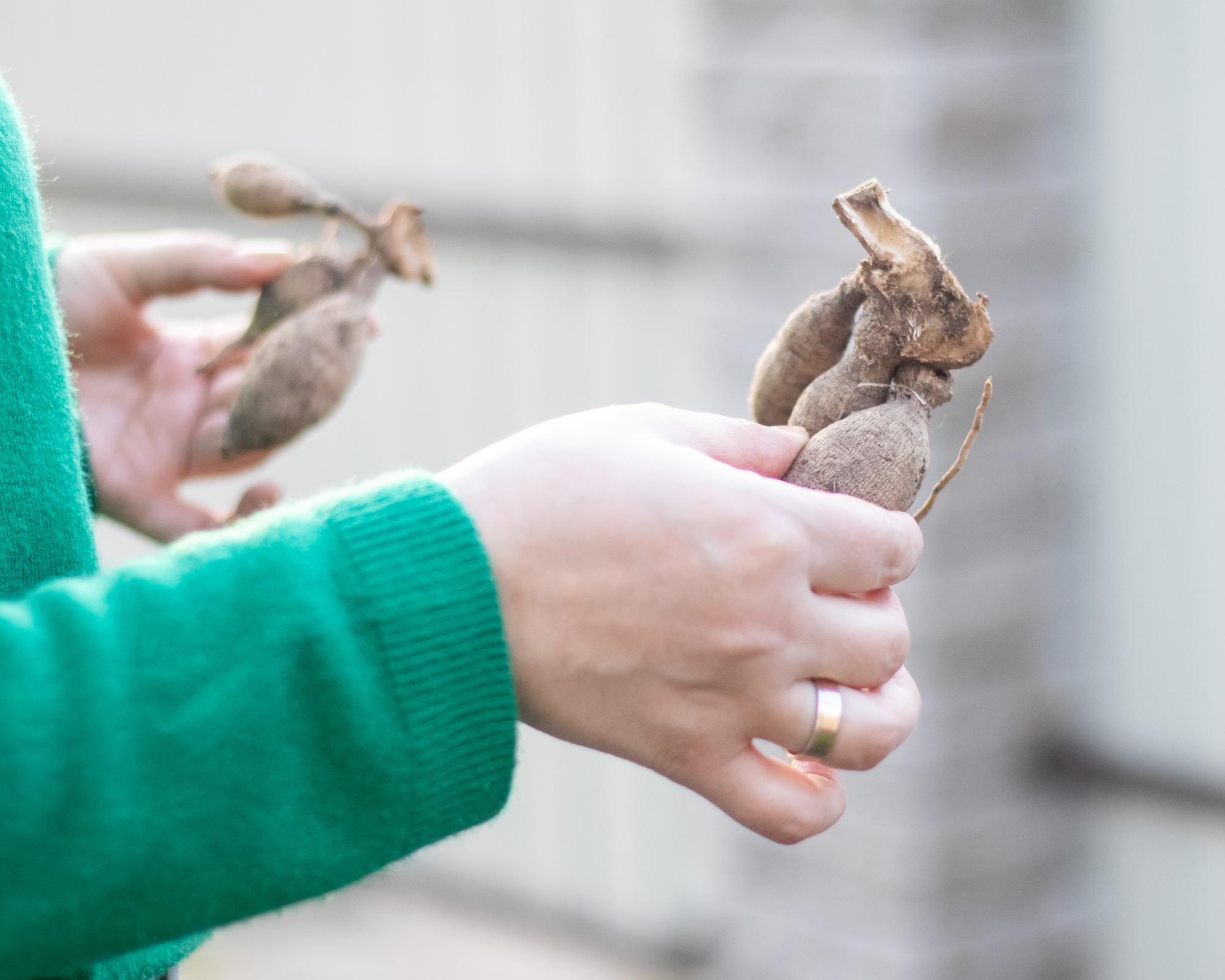 woman squeezing dahlia tubers to check if they are viable