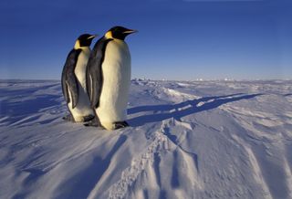 Two Emperor penguins walk on the ice in Antarctica