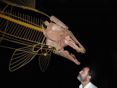 Paulo Brito, coelacanths