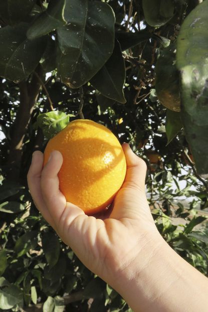 Hand Picking Orange From Tree