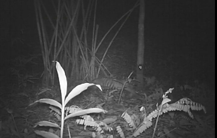 Tiger cub in Thailand