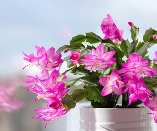 Christmas cactus with pink flowers by window