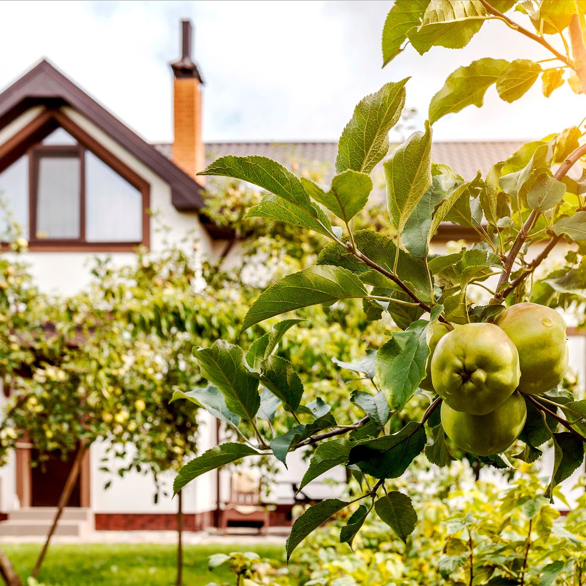 7 Best Fruit Trees For Front Yards | Gardening Know How