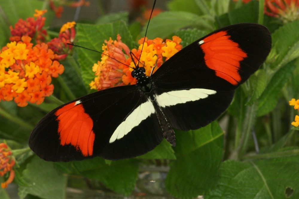 &lt;i&gt;Heliconius melpomene melpomene&lt;/i&gt;,