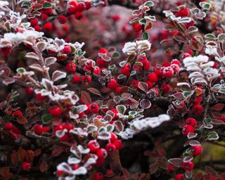 frosted cotoneaster berries