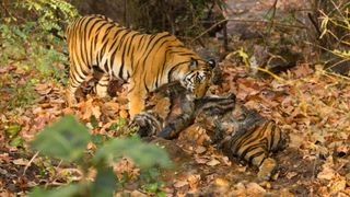  A Bengal tiger feeding on a dead tiger laying on fallen leaves in a forest.