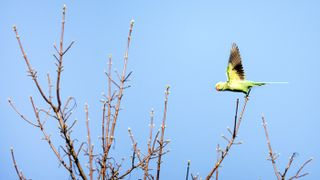 Parakeet photographed with Canon R5