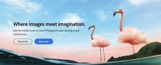 Homepage of Creative Cloud, one of the best Google Photos Alternatives, showing two flamingos