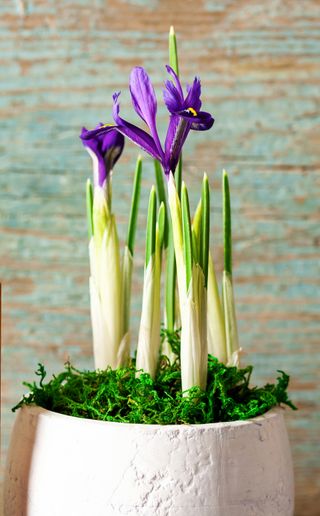 purple iris force grown in a white pot