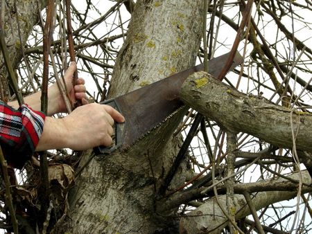 Person Sawing A Large Walnut Tree Branch